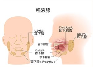 小鷹